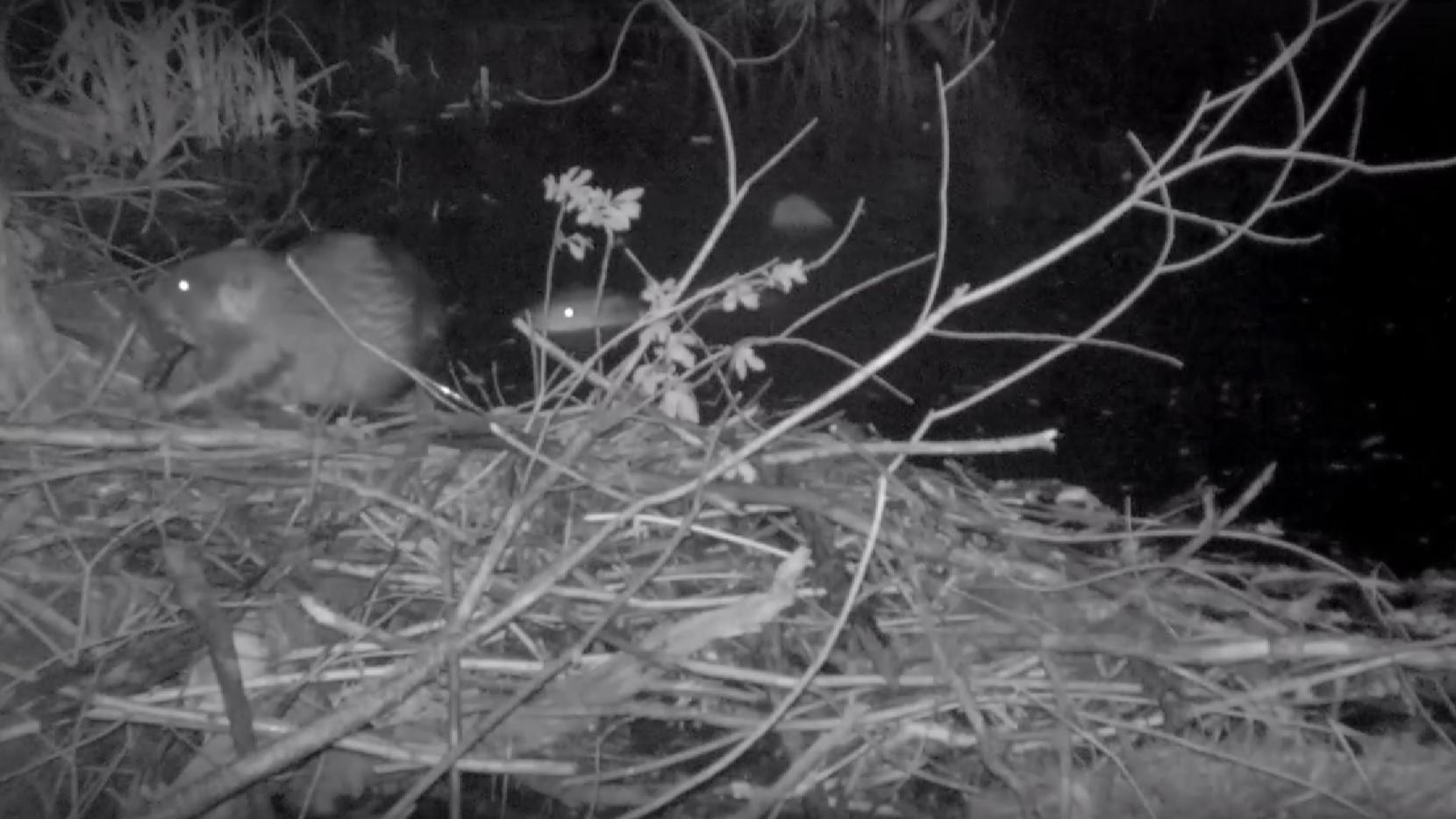 скрин видео