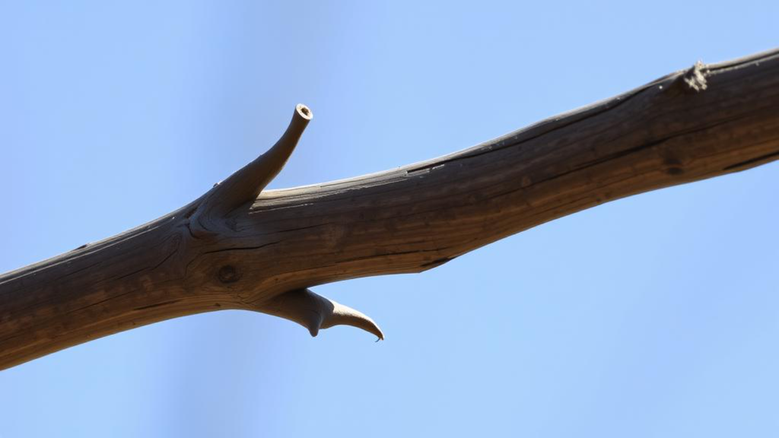 иллюстрация ИИ