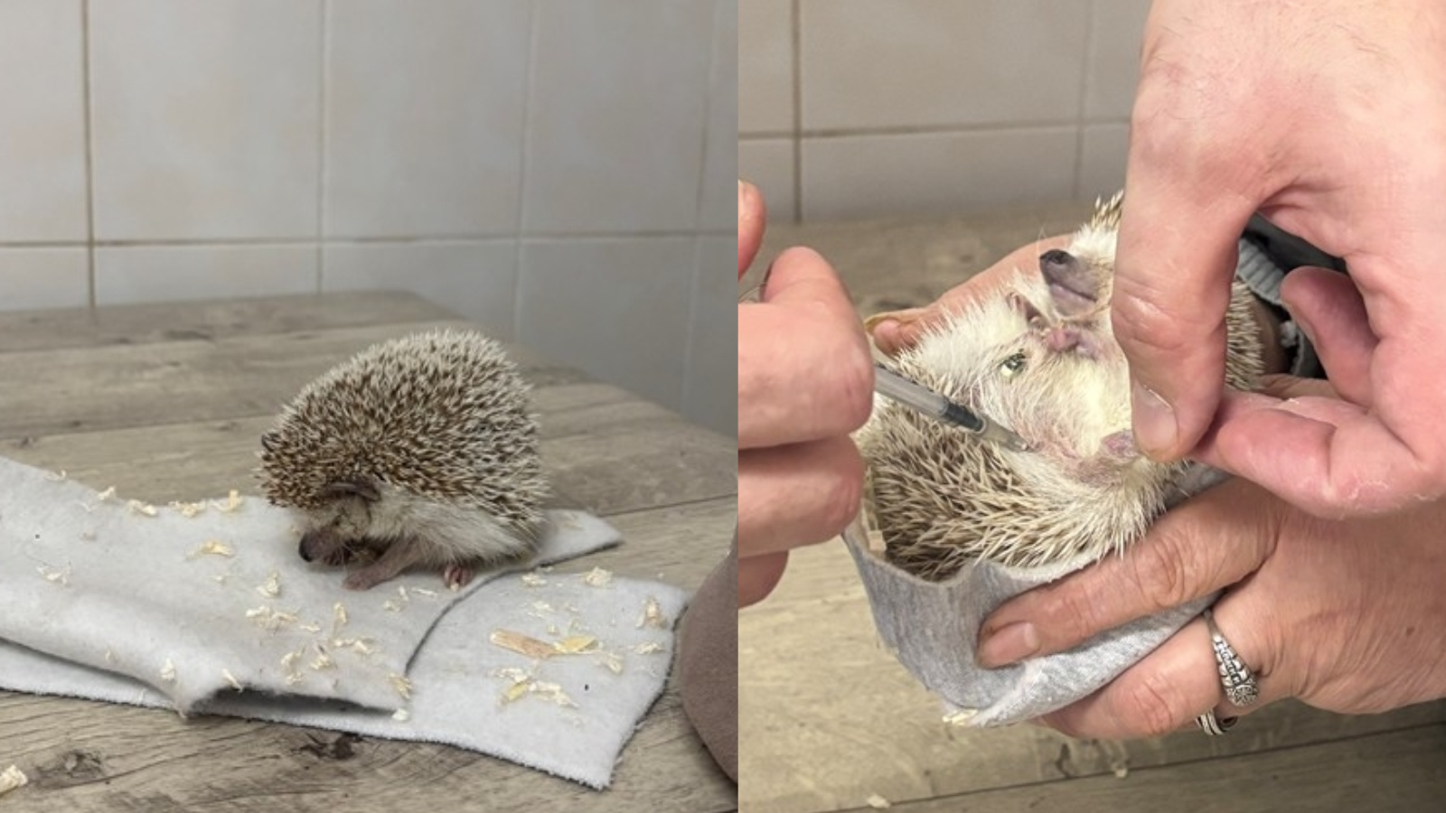 фото Управления ветеринарии Орловской области