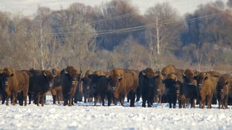 фото Олега Пригоряну