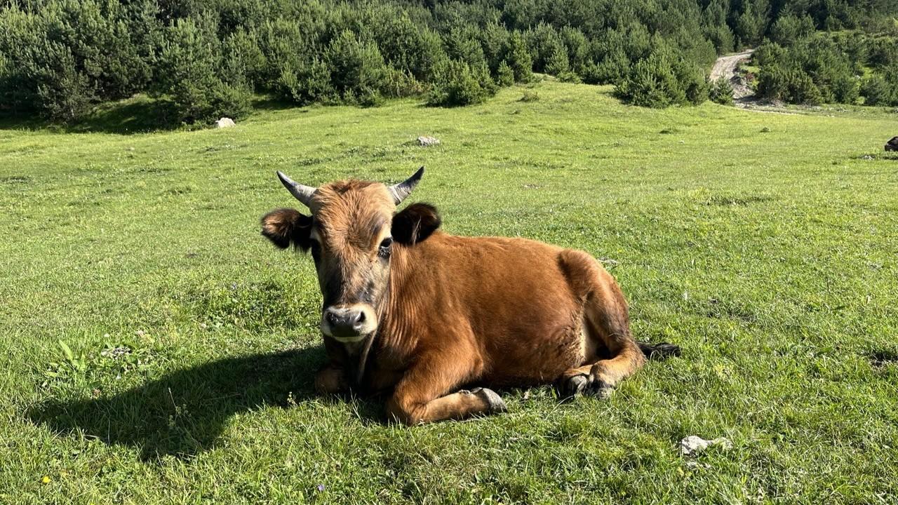 иллюстративное фото «ОВ»