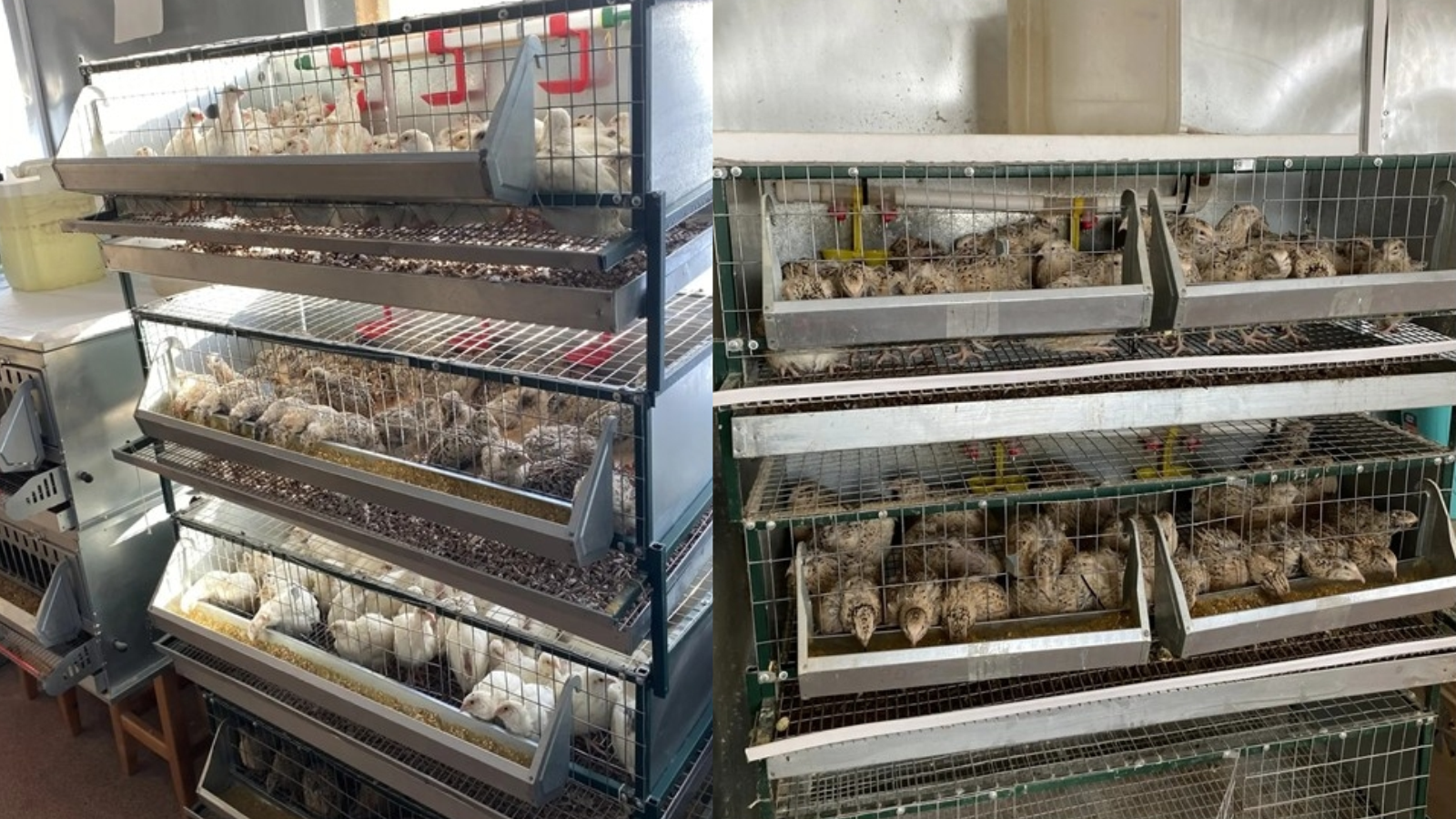 фото Управления ветеринарии Орловской области