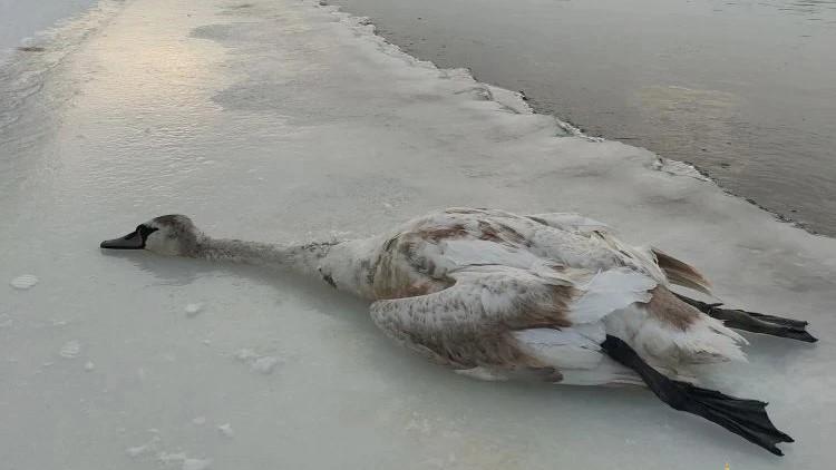 фото пресс-службы УМВД России по Орловской области