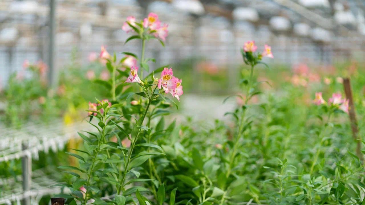 фото и видео «ОВ»
