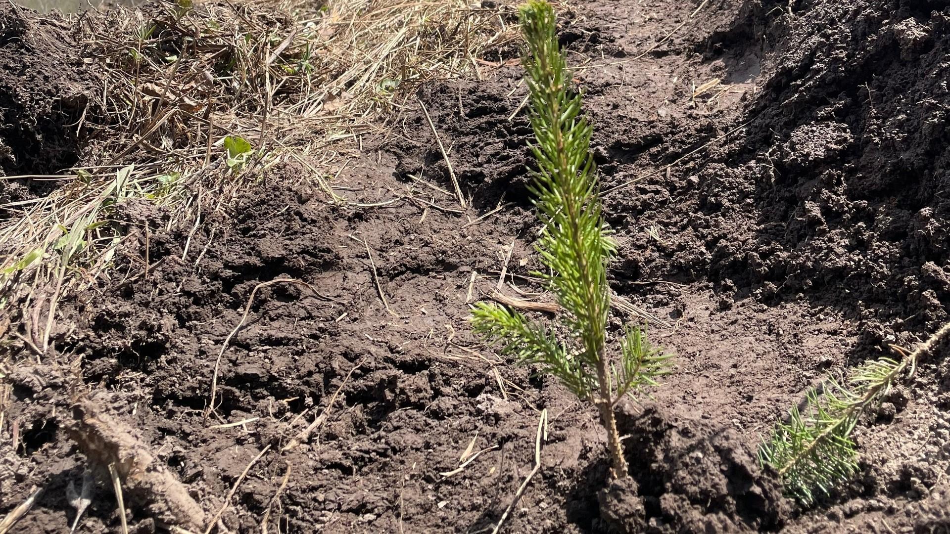 фото Управления лесами по Орловской области